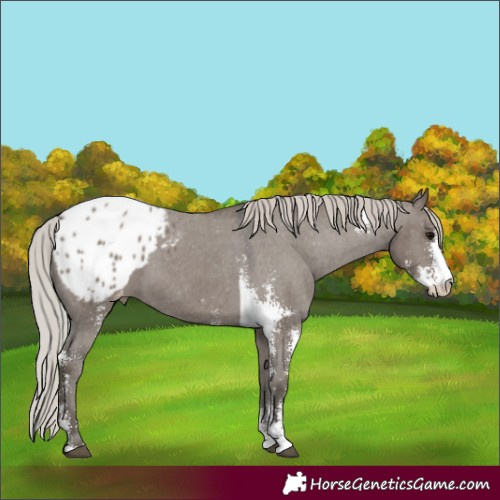 Horse Color:Silver Grullo Sabino Appaloosa Rabicano 