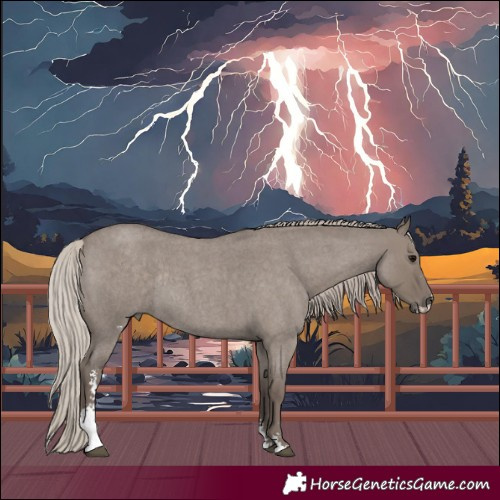 Horse Color:Silver Grullo Roan Sabino Rabicano 