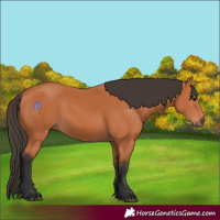 Horse Color:Bay Rabicano 