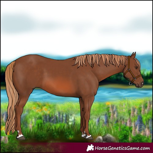 Horse Color:Chestnut 