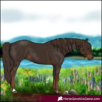 Horse Color:Liver Chestnut