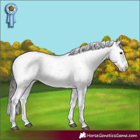 Horse Color:Brown Sabino Appaloosa Rabicano