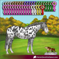 Horse Color:Black Sabino Appaloosa Rabicano 
