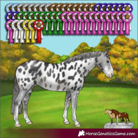 Horse Color:Black Sabino Near Leopard Rabicano 