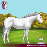 Horse Color:Black Sabino Near Leopard 