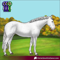 Horse Color:Silver Buckskin Sabino Rabicano