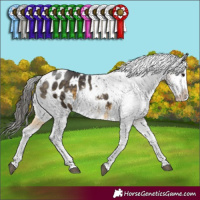Horse Color:Buckskin Sabino Appaloosa