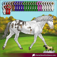 Horse Color:Buckskin Sabino Appaloosa 