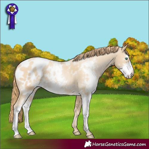 Horse Color:Smoky Black Pearl Sabino Appaloosa