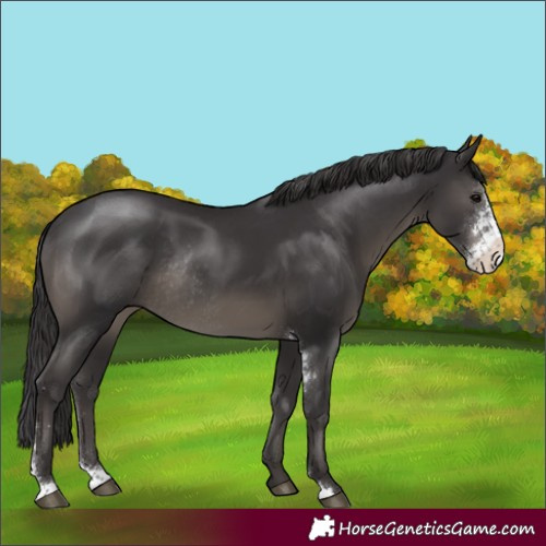 Horse Color:Smoky Black Sabino Rabicano 