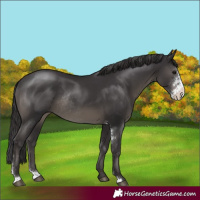 Horse Color:Smoky Black Sabino Rabicano 