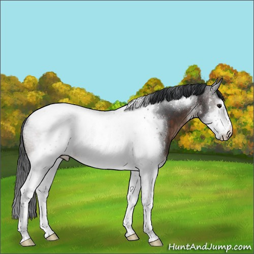 Horse Color:Brown Sabino Tobiano Frame 
