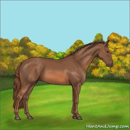 Horse Color:Chestnut 