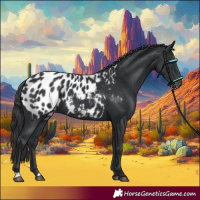 Horse Color:Black Appaloosa 