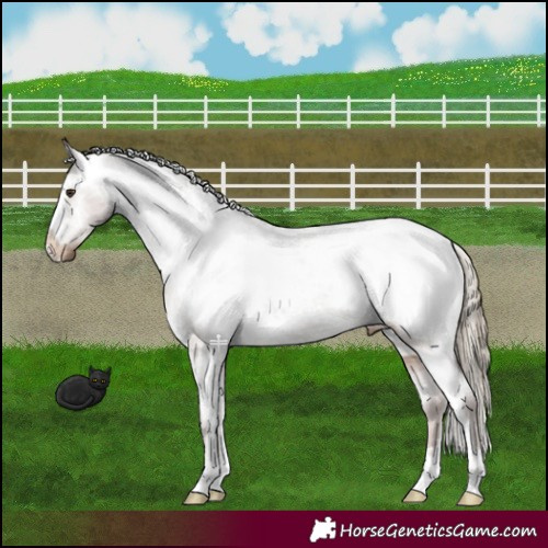 Horse Color:Liver Red Dun Snowcap 
