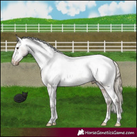 Horse Color:Liver Red Dun Snowcap 