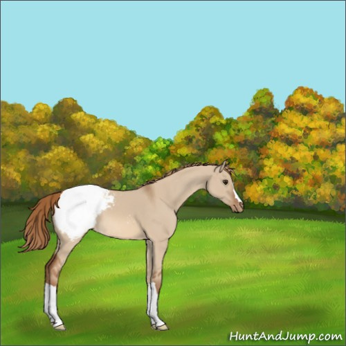Horse Color:Red Dun Appaloosa 