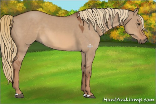 Horse Color:Red Dun 