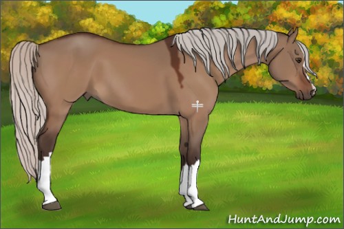 Horse Color:Silver Brown Dun 