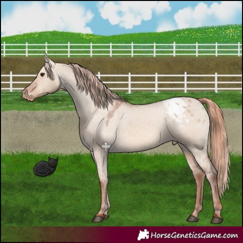 Horse Color:Red Dun Appaloosa 
