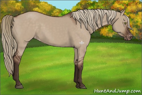 Horse Color:Liver Red Dun Appaloosa 