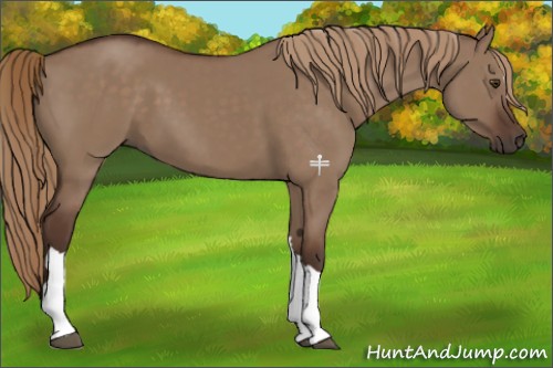 Horse Color:Liver Red Dun 