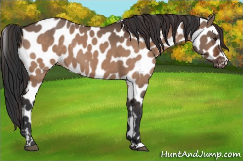 Horse Color:Bay Dun Appaloosa 