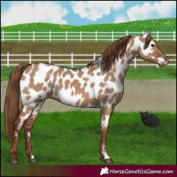 Horse Color:Red Dun Near Leopard 