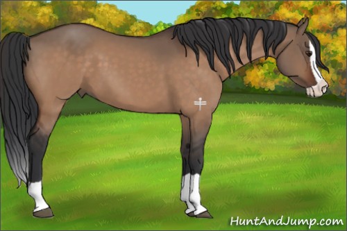 Horse Color:Bay Dun Splash 
