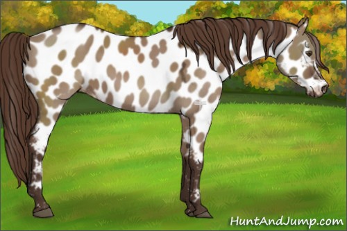 Horse Color:Liver Red Dun Appaloosa 