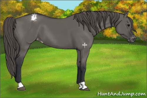 Horse Color:Grullo Appaloosa 