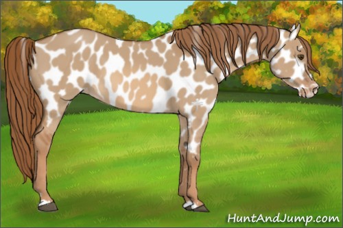 Horse Color:Red Dun Appaloosa 