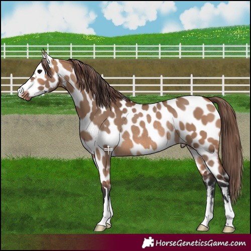 Horse Color:Bay Dun Appaloosa Rabicano 
