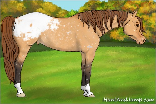 Horse Color:Buckskin Dun Appaloosa Rabicano 