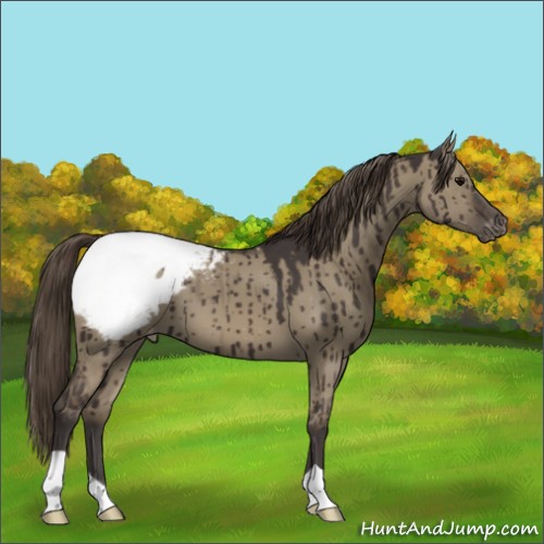 Horse Color:Smoky Grullo Appaloosa Brindle 