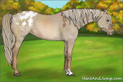 Horse Color:Red Dun Mushroom Blanket 