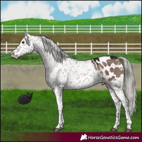 Horse Color:Liver Red Dun Mushroom Appaloosa 