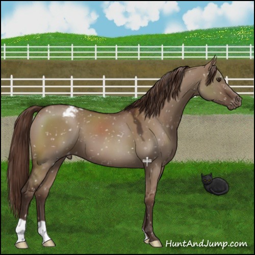 Horse Color:Liver Red Dun Appaloosa 