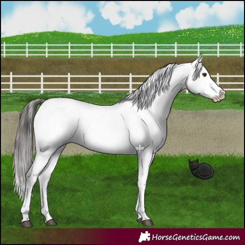Horse Color:Liver Red Dun Snowflake Varnish