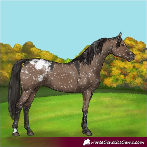 Horse Color:Liver Red Dun Appaloosa 