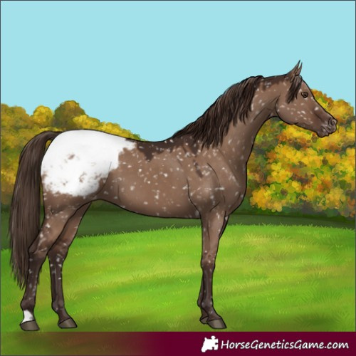 Horse Color:Liver Red Dun Appaloosa 