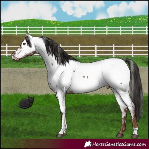 Horse Color:Liver Red Dun Appaloosa 