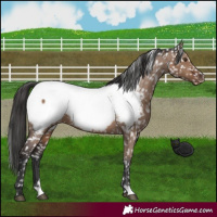 Horse Color:Liver Red Dun Appaloosa 