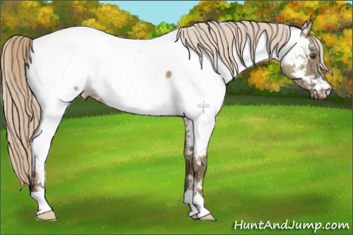Horse Color:Chocolate Palomino Dun Mushroom Appaloosa 