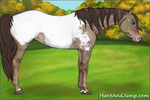 Horse Color:Liver Red Dun Appaloosa 