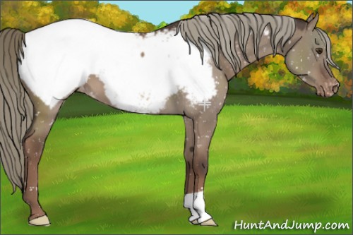 Horse Color:Liver Red Dun Mushroom Appaloosa 