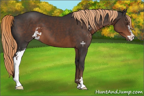 Horse Color:Liver Chestnut Sabino 