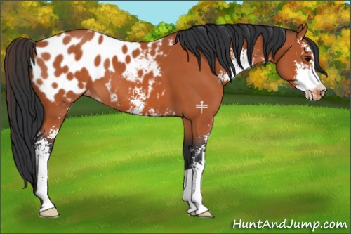 Horse Color:Bay Sabino Appaloosa 