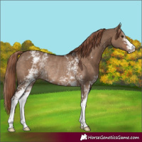Horse Color:White Spotted Liver Red Dun Rabicano 