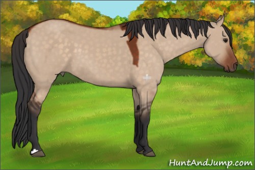 Horse Color:Brown Dun 